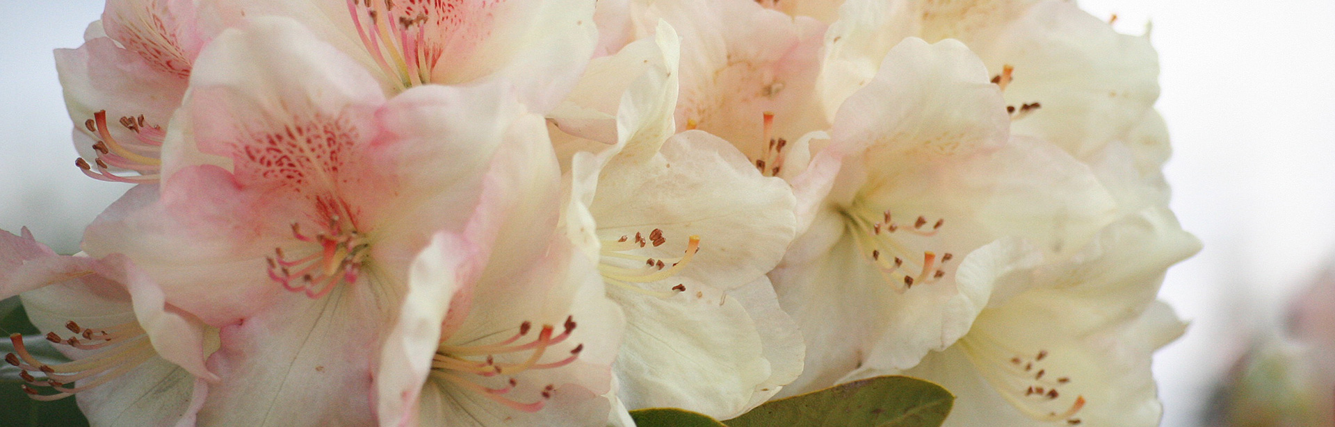 EnnoHinrichs_RhododendronHybrGoldbukett